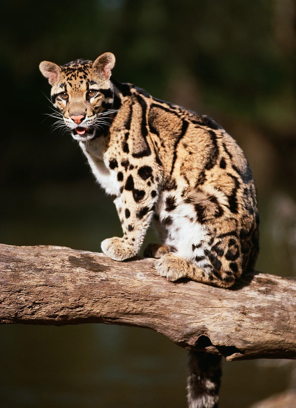 A Clouded leopard sitting on the branch of a tree